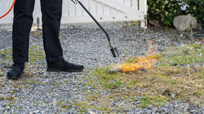 Person using a propane torch to scorch weeds on a gravel driveway