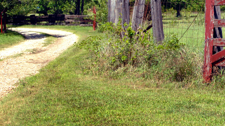 A white gravel driveway full of weeds on a rural property.
