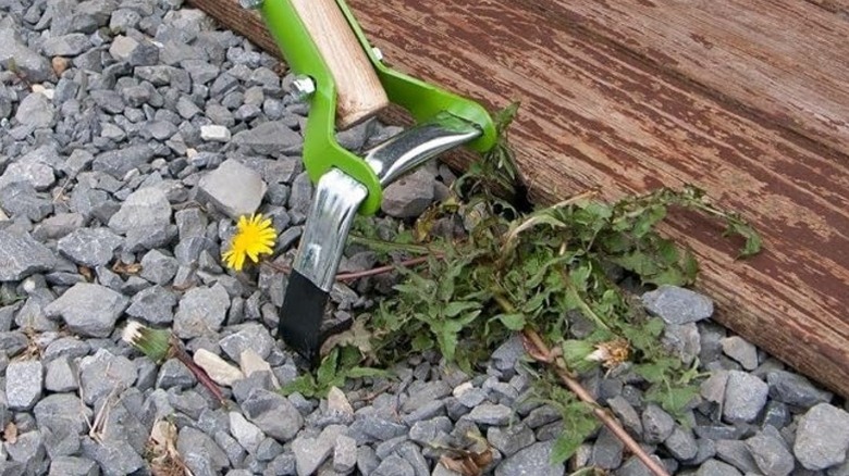 An Ames action hoe removes a flowering dandelion from a gravel driveway.