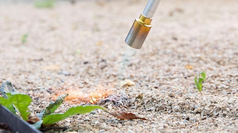 Close-up of the Bernzomatic weed torch burning weeds in gravel