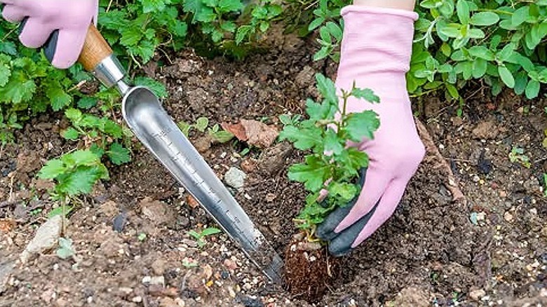 Gloved hands of a gardener using the widger to plant a seedling in the ground