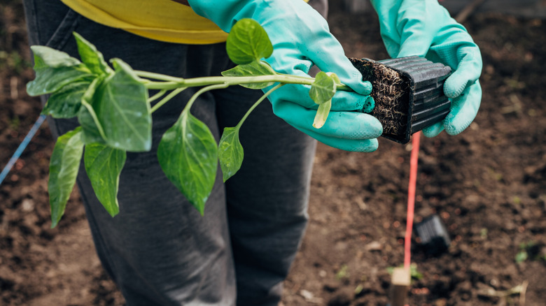 A gardener taking a seedling out of its cell to plant in the soil