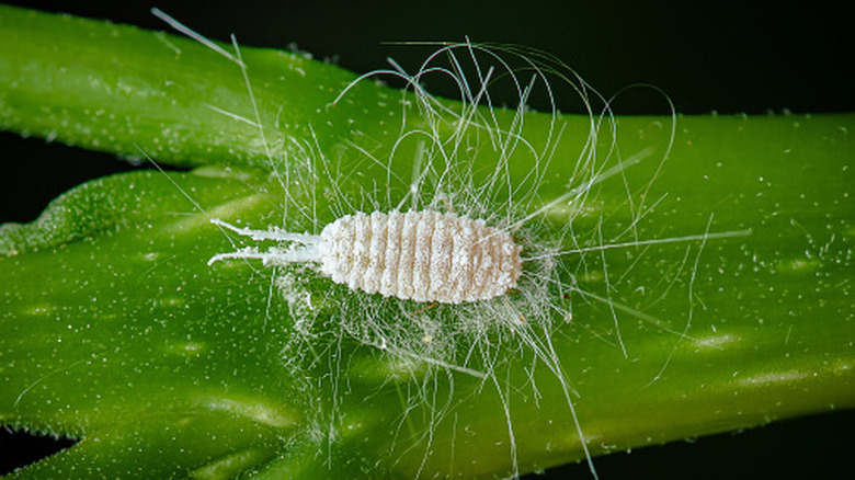 Closeup of a mealybug