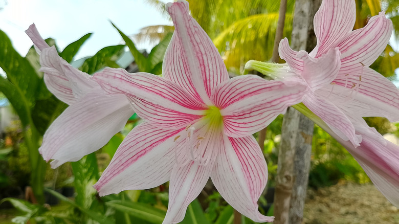 Three pink and white Amaryllis belladonna flowers growing in the garden