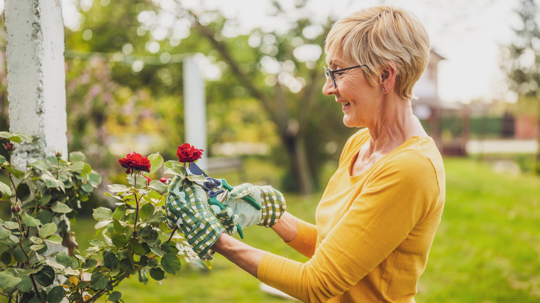 Gardener in yellow shirt pruning red roses