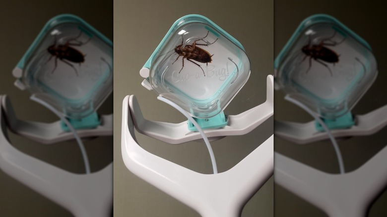 A cockroach in a Cup-a-Bug! tool