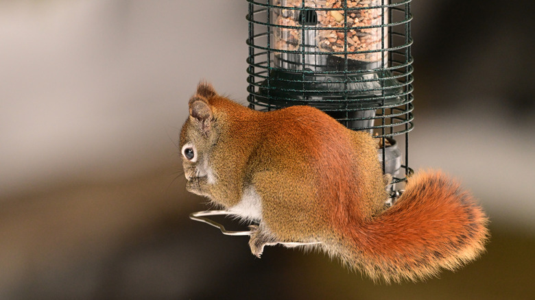 An American Red Squirrel eating seeds from a bird feeder
