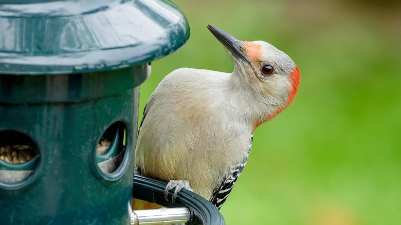 a bird sitting on Brome Squirrel Buster Plus Squirrel-Proof Bird Feeder