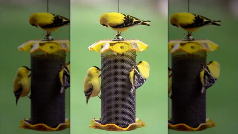 Three yellow goldfinches on a tube bird feeder that has a yellow scalloped top and base.