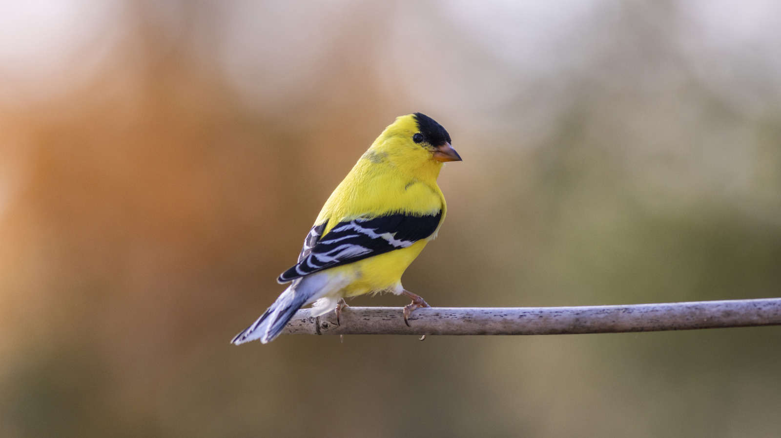 No More Traditional Bird Feeders — The Home Depot Find That Attracts Finches To ...
