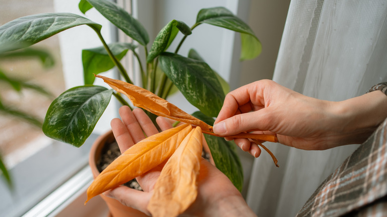 A person's hands removing the dry, brown leaves of a houseplant that had wilted