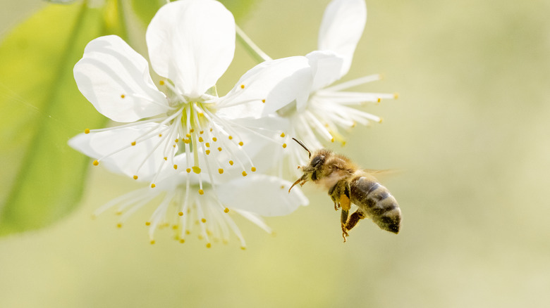 bee approaching white flower
