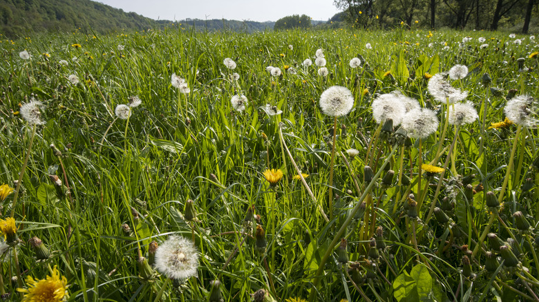 tall grass with dandelions