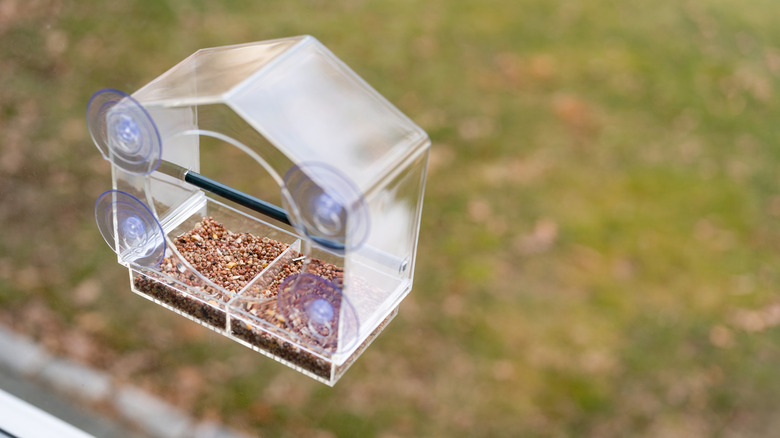 Clear window bird feeder suctioned to a window filled with birdseed.
