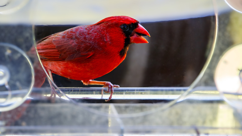 A red cardinal rests on a clear window bird feeder.