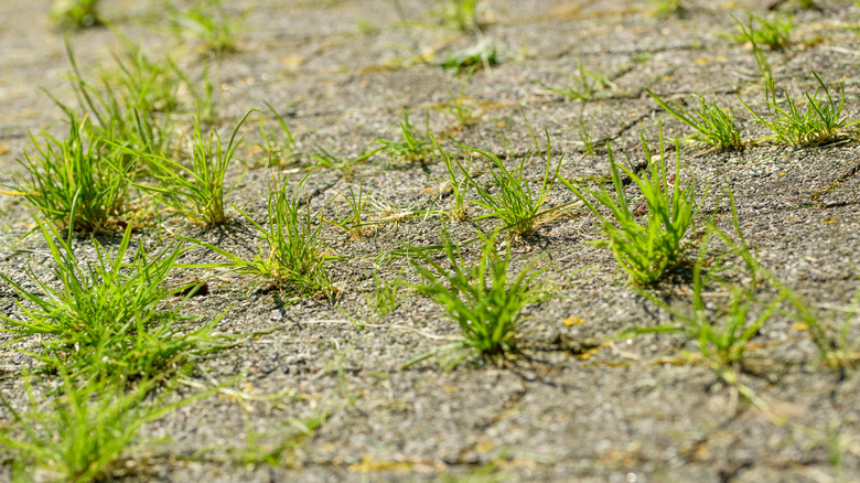 A paver stone surface with weeds sprouting in the cracks between stones
