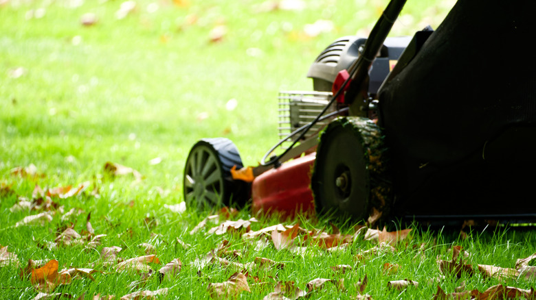 Person mowing over leaves in the yard