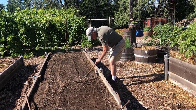 a man rakes a large bed of potting soil receiving direct sunlight