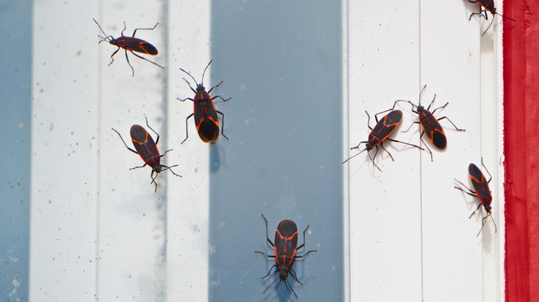 Eight red and black boxelder bugs crawling on the side of a house