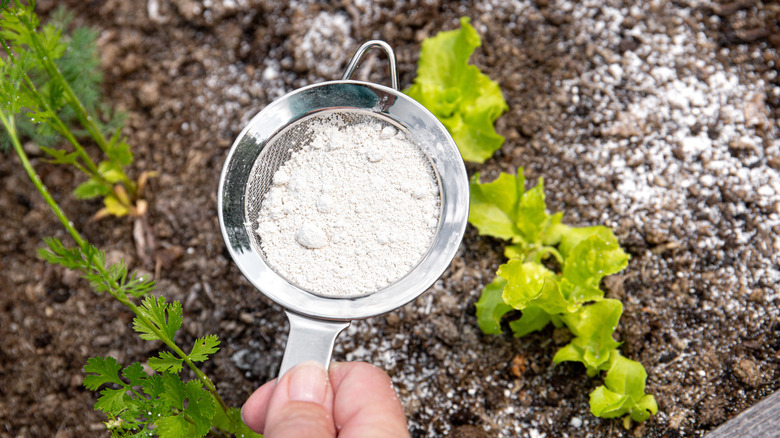 A person sprinkling diatomaceous earth (DE) around plants to keep bugs away