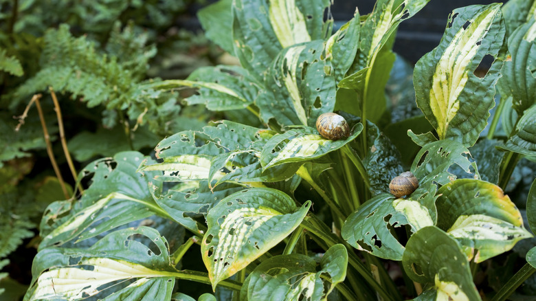 Snails on hosta plants