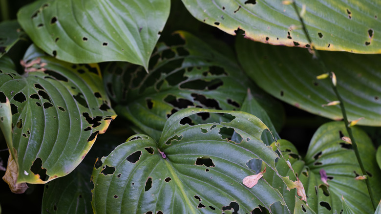 holes in green hosta leaves