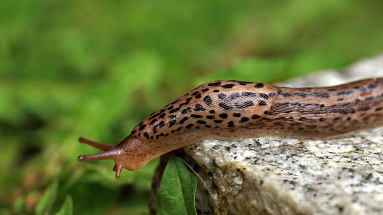 Slug crawling down rock