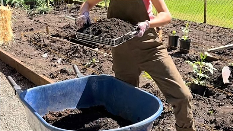Closeup showing a gardener sifting soil into a wheelbarrow using a deep fryer basket