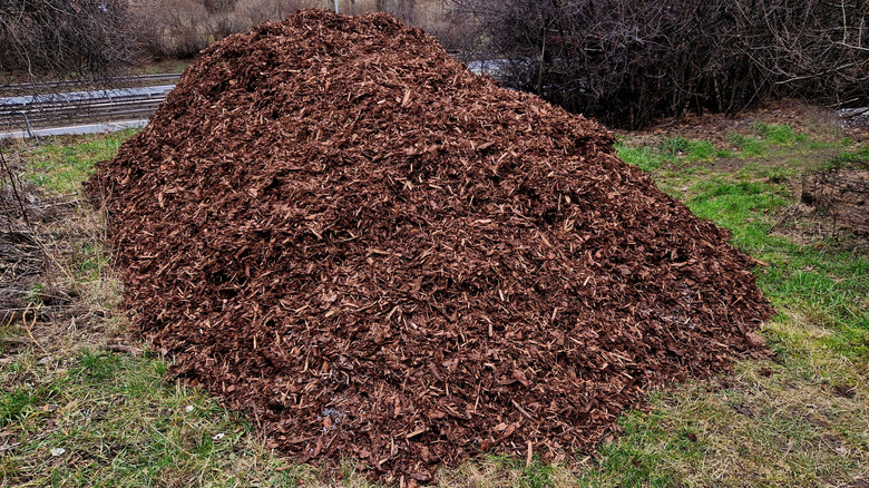 A big pile of wood chip mulch dumped on a front yard by an arborist.
