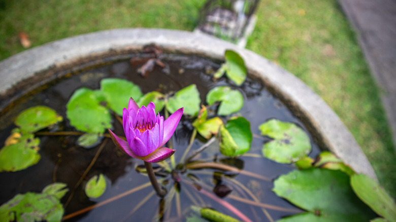 A purple waterlily grows in a pot with a lawn in the background