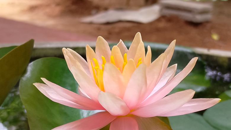 A hardy pink water lily blooms in a container near a dirt yard