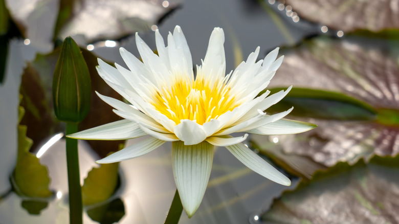 A white water lily blooms above the water surface