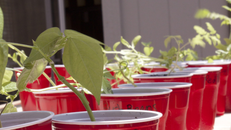 Red plastic cups labeled with plant names and growing seedlings inside.