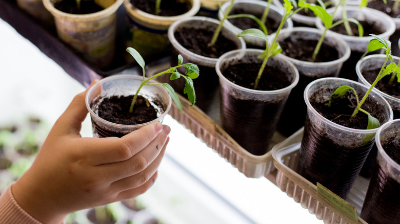 Hand holding a seedling among other seedlings sprouting from clear plastic cups of soil.