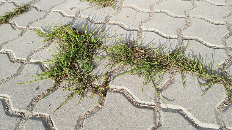 weeds growing in gaps of concrete