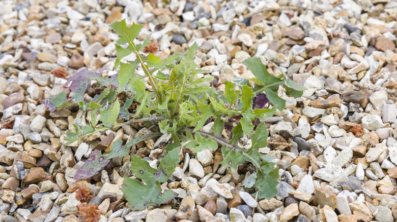 A weed growing in a gravel driveway