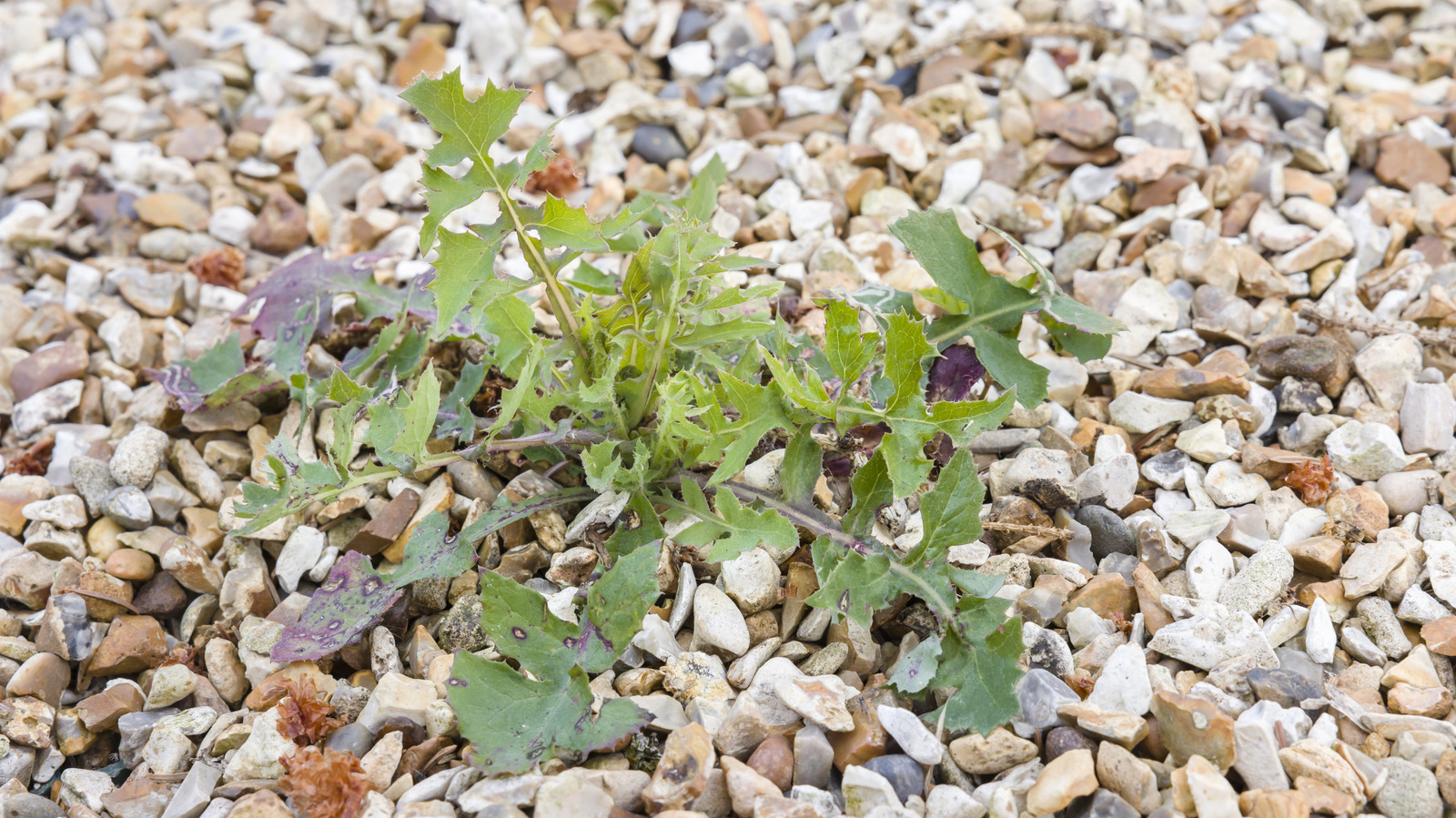 No Pulling Or Digging: The Quicker Tool For Removing Weeds From Gravel Driveways