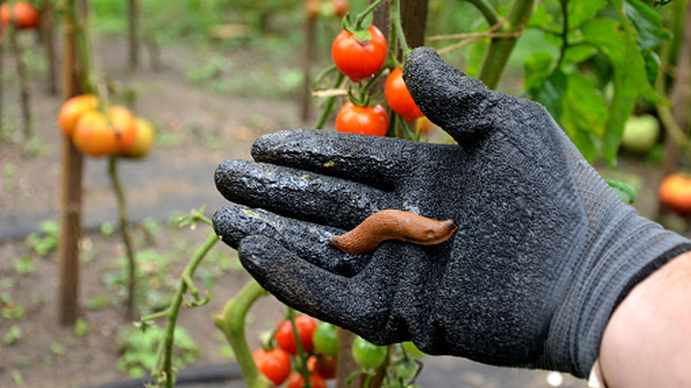 Close-up of a gloved gardener's hand holding a slug