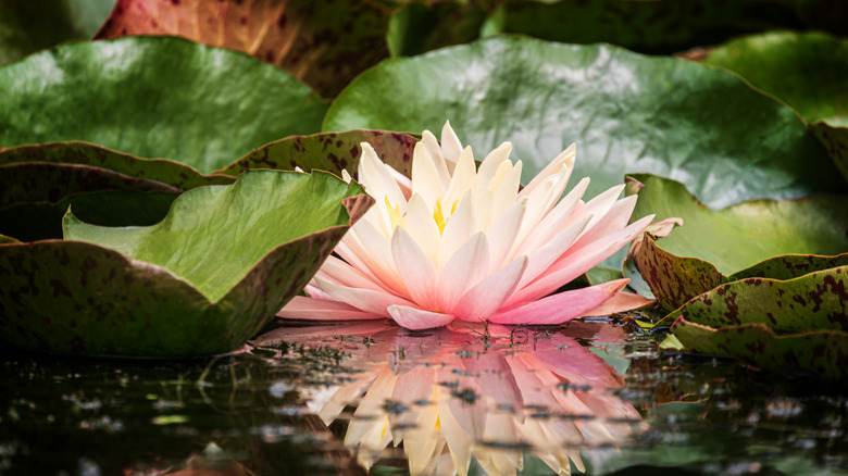 Pink and white water lily in a pond