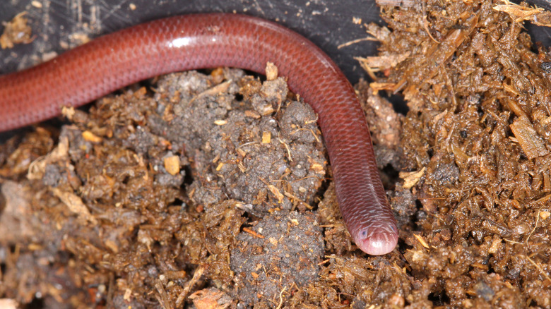 The Brahminy blind snake