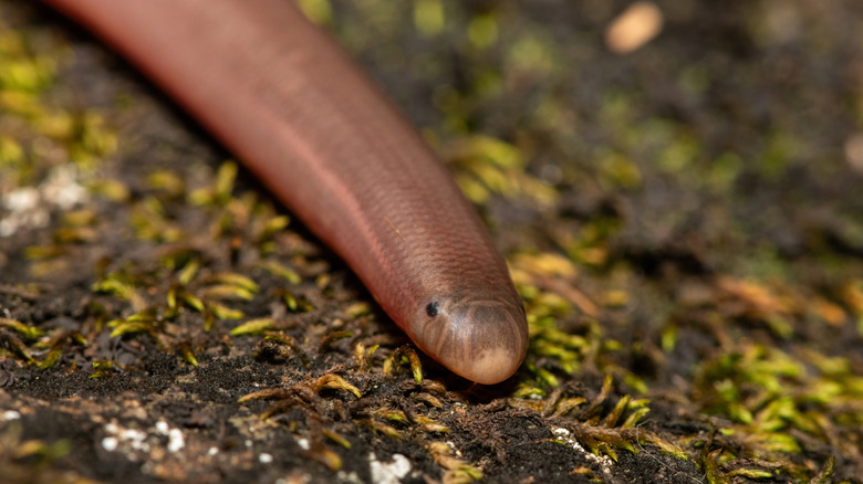 Blind snake slithering across ground