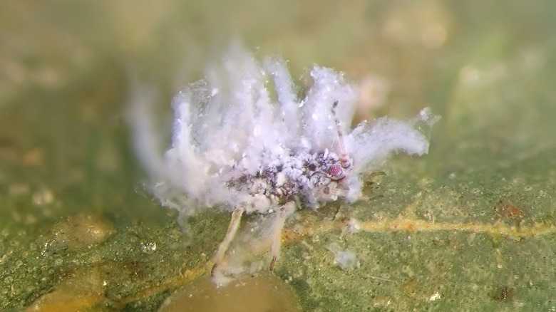 An Asian woolly hackberry aphid on a plant
