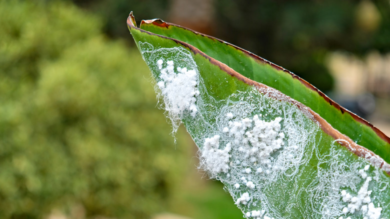 Woolly aphids creating fuzz on a tree