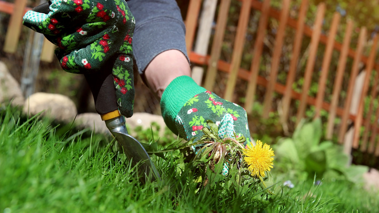 A gardener wearing gloves and using a trowel to dig dandelion weeds out of the lawn