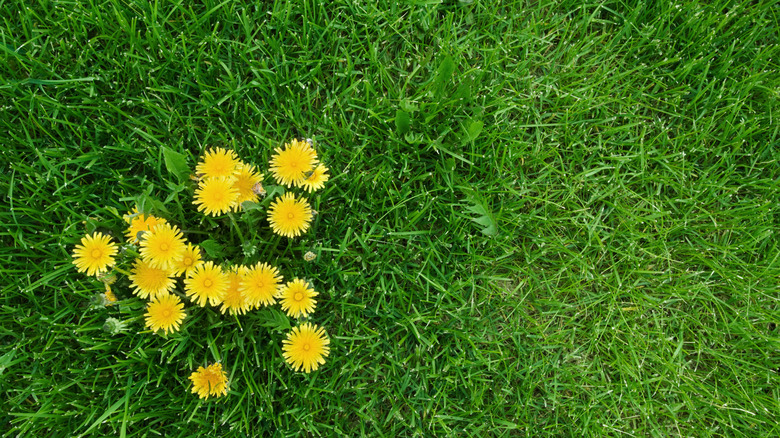 A flowering dandelion weed growing in a lush-looking lawn