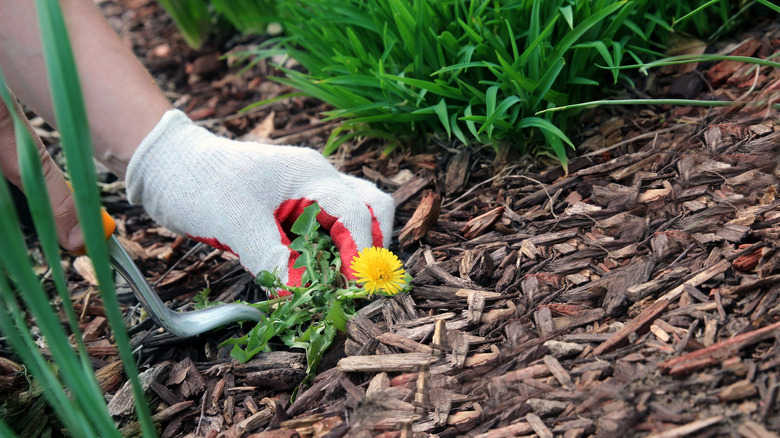 Gardener removing a dandelion weed from a mulched garden bed using a tool