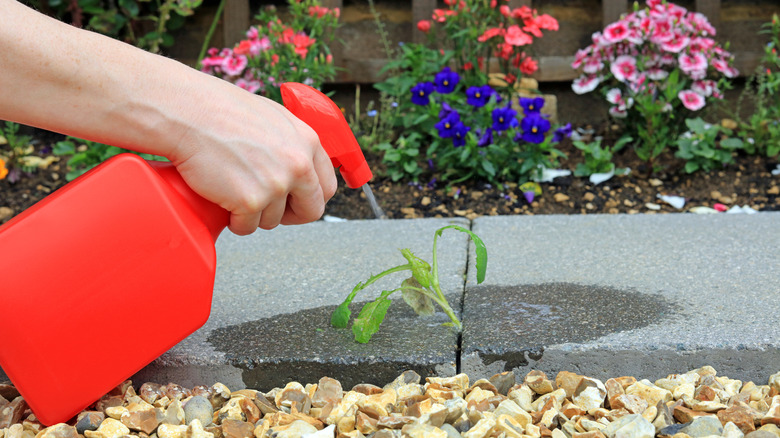 Person spot spraying a small weed next to a mulched garden bed