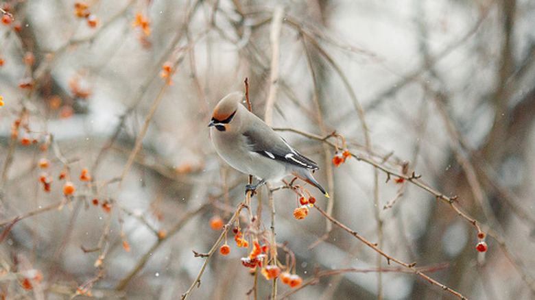 A bird sits on an apple tree branch in winter