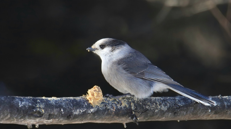 Gray Jay eating peanut butter from tree branch