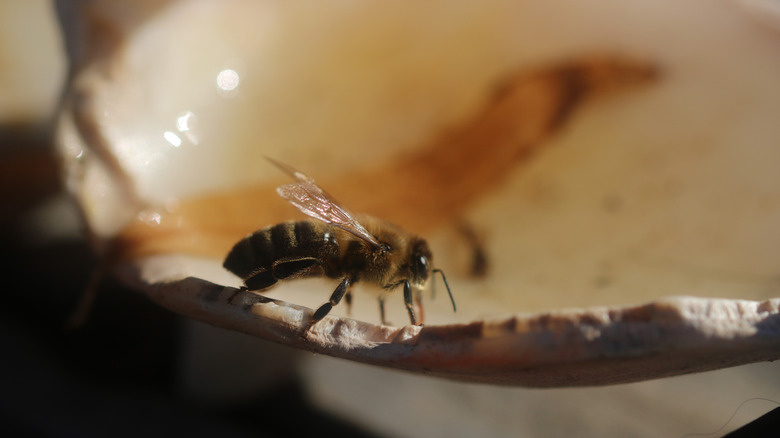 Bee drinking from seashell